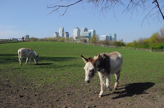 Mudchute City Farm. Photo: Steve Keiretsu (2014)