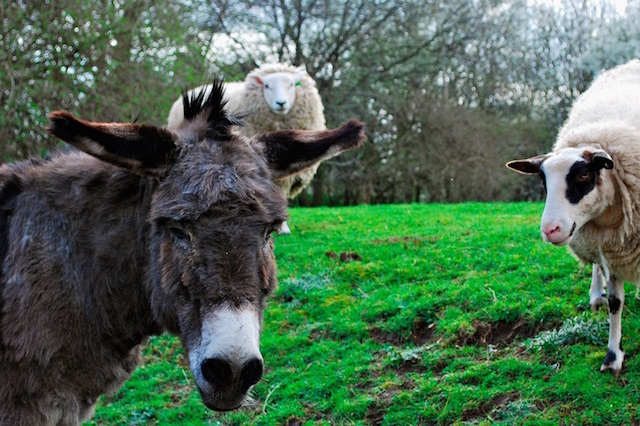 Hackney City Farm. Photo: Suma (2010)