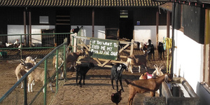 London City Farms: The Lowdown