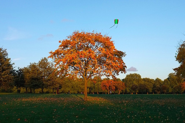 Hyde Park. Photo: Maki Ayoama (2013)
