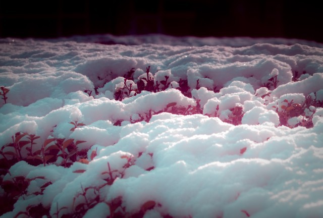 Snow on top of red vegetation