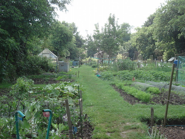 LB Sutton, Cheam allotment, c.2012 (Sutton Council) 