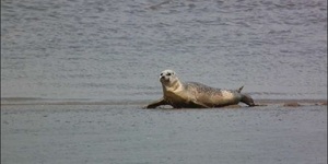 Want To See Thames Seals? Head To Canary Wharf