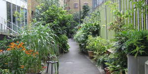 London's Little Gardens: Gibbon's Rent