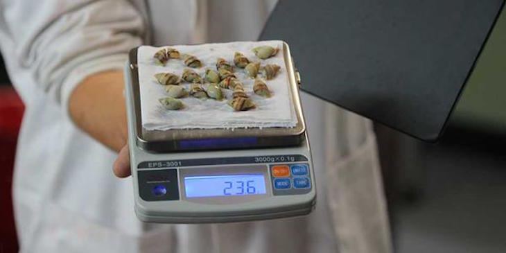 snails.jpg
