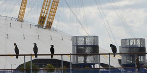 Explore London's Wildlife With The City's Experts