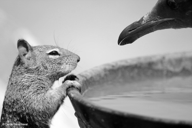03-_carlos_perez_naval__to_drink_or_not.jpg