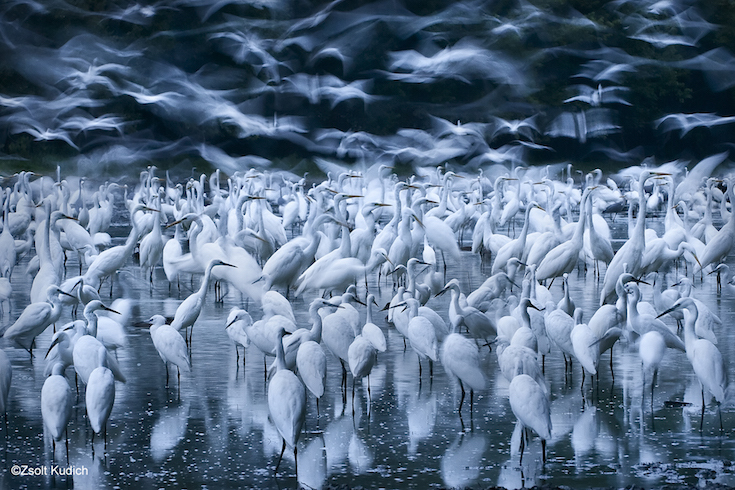 26-_zsolt_kudich__great_egret_awakening_.jpg