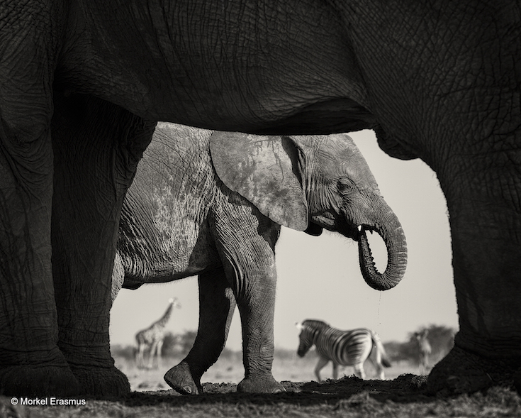 74-_morkel_erasmus__natural_frame.jpg