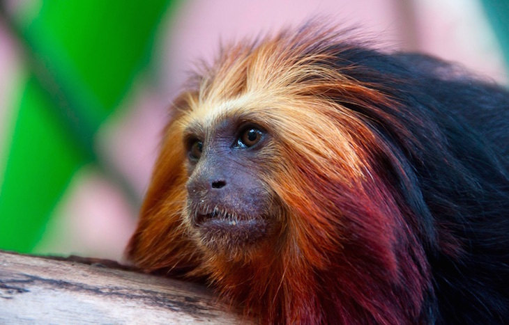 This chap at London Zoo prefers to be referred to as a "golden-headed" lion tamarin.