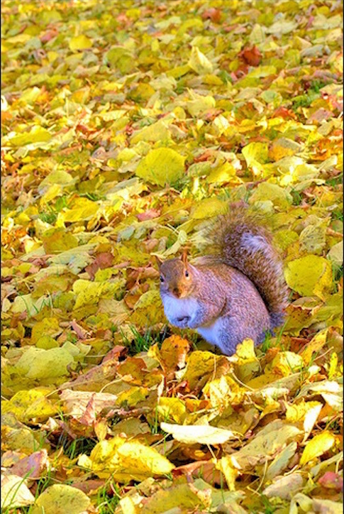leaves.jpg