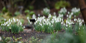 Snowdrop Days Brought Forward Due To Mild Weather