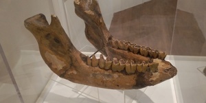 See Mammoth Skulls From Ice Age Ilford