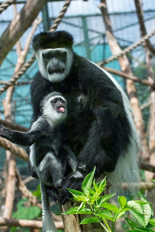 colobus_edit.jpg