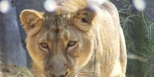 A First Look Inside London Zoo's Land Of The Lions