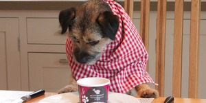 London Is Getting A New Fine Dining Restaurant… For Dogs