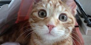 There's A Kickstarter To Replace Tube Station Ads With Pictures Of Cats