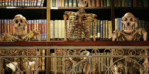 Where To See Skeletons In London