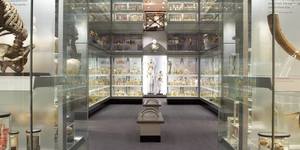 The Hunterian Museum Is Closing For 3 Years