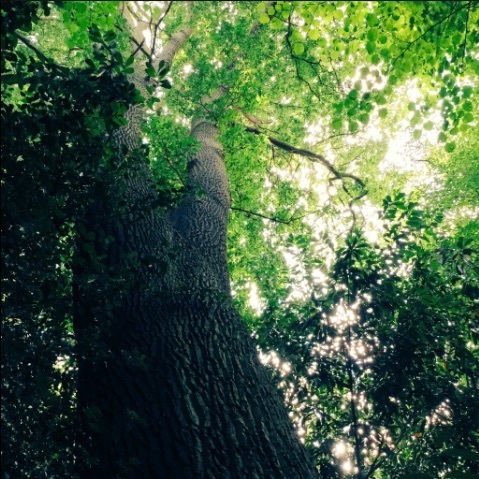 Is This London's Tallest Tree?