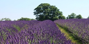 Non-Touristy Things To Do In South London