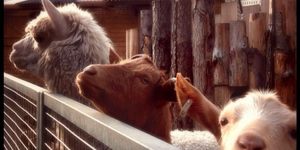 London's Cutest City Farms