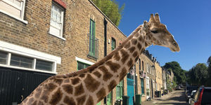 When A Giraffe Lived Behind A North London Pub