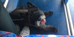 What We've Learned Taking A Dog On Public Transport