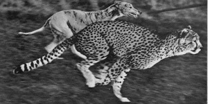 Hold On A Minute...There Was Cheetah Racing In Green Lanes In The 1930s?