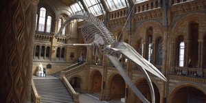 Dippy's Replacement Is Here: Meet Hope, The Blue Whale