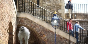 Lions And Monkeys And Bears Used To Live In The Tower Of London