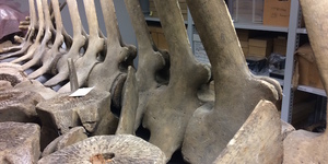 Help Put A Whale Skeleton Back Together