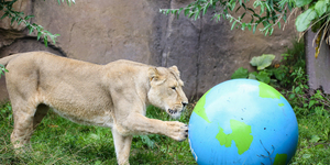 In Photos: London Zoo's Lions Celebrate World Lion Day