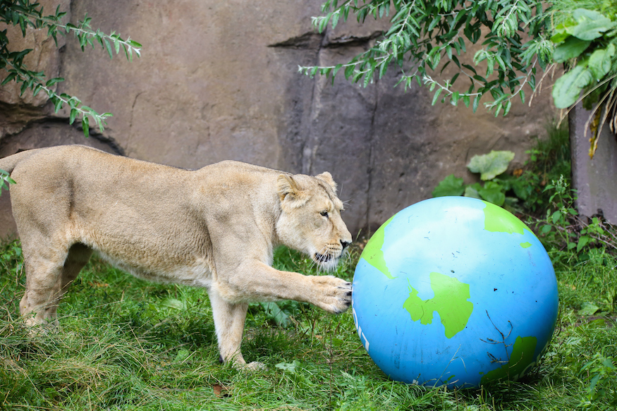 World Lion DayNEW Zoo & Adventure Park