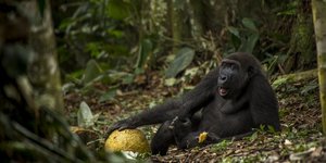 See The Winning Shots From This Year's Wildlife Photographer Of The Year