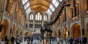 Where Is Dippy The Dinosaur Now?