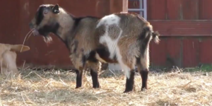 This Is Why You Should Absolutely Put Spitalfields City Farm On Your To-Do List