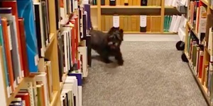 Hot Diggety Dog! The Kennel Club In Piccadilly Has A Whole Dog Library