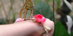 Sensational Butterflies Has Landed In Kensington And It's Absolutely Magical