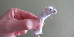 This Taxidermy Class Is The Most Fun You Can Have With A Dead Mouse