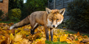 Best Of Londonist: 23 September 2018