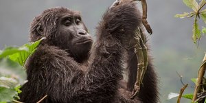 Wildlife Photographer Of The Year Blows Us Away... Yet Again