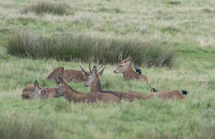 Deers at Richmond Park, which in this case, don't have jackdaws on their backs