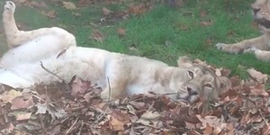 Watch The London Zoo Lions Absolutely Loving Life In The Autumn Leaves