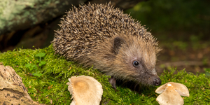 Where To Find Hedgehogs In Central London