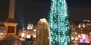 Does The Trafalgar Square Tree Really Look Like A Cucumber? We Asked The People Visiting It