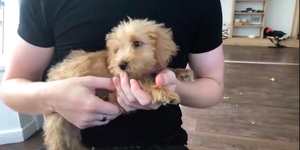 Dog Lovers: You'd Be Barking Not To Visit This Pooch-Centric Cafe Near Richmond