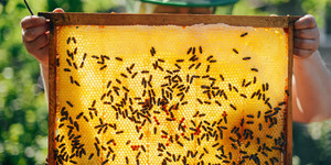 We're All Abuzz For South London's New Honey-Themed Bar