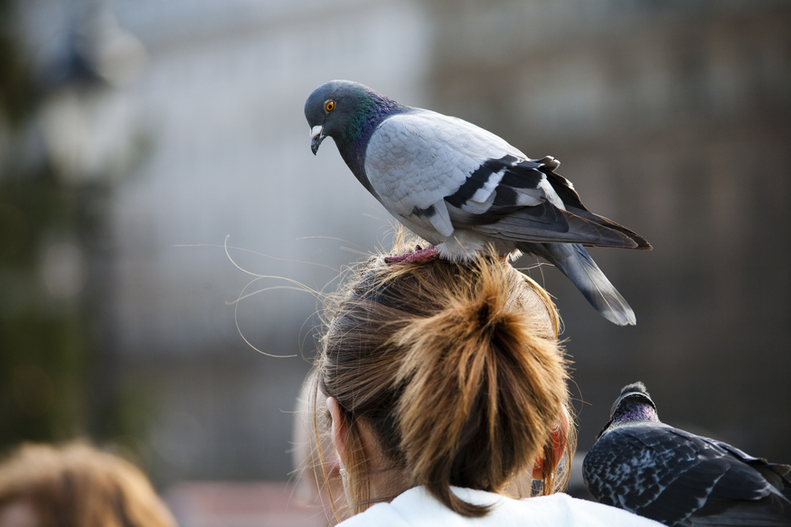 When Did We Start Hating On Trafalgar Square s Pigeons Londonist