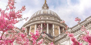 Beautiful Photos Of Cherry Blossom Season In London